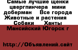 Самые лучшие щенки цвергпинчера (мини доберман) - Все города Животные и растения » Собаки   . Ханты-Мансийский,Югорск г.